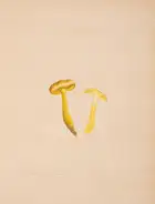 276 Fungi.- [S&eacute;journ&eacute; (A.)] [Champignons des environs de Blois], 2 vol., [Blois], c.1880.