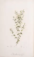 310 Botany.- Australia.- Redout&eacute; (P.J.).- Ventenat (&Eacute;tienne Pierre) Jardin de la Malmaison, 2 vol.,, Paris, 1803-04[-05].