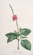 310 Botany.- Australia.- Redout&eacute; (P.J.).- Ventenat (&Eacute;tienne Pierre) Jardin de la Malmaison, 2 vol.,, Paris, 1803-04[-05].