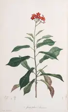 310 Botany.- Australia.- Redout&eacute; (P.J.).- Ventenat (&Eacute;tienne Pierre) Jardin de la Malmaison, 2 vol.,, Paris, 1803-04[-05].