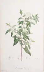 310 Botany.- Australia.- Redout&eacute; (P.J.).- Ventenat (&Eacute;tienne Pierre) Jardin de la Malmaison, 2 vol.,, Paris, 1803-04[-05].