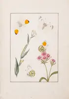 94 Butterflies.- de Graaf (Willem Diederik Vincent) [Inlandsche Kapellen in beeld], 170 fine original watercolours, [Enkhuizen], [1800-40].