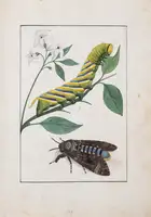 94 Butterflies.- de Graaf (Willem Diederik Vincent) [Inlandsche Kapellen in beeld], 170 fine original watercolours, [Enkhuizen], [1800-40].