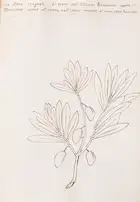 133 Olives.- Fantoni (Count Luigi) Delle specie diverse d'Olive che trovano ne Monti della Fattoria d'Agnano Territorio Pisano..., Italian manuscript, [Fl...