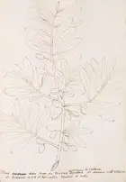 133 Olives.- Fantoni (Count Luigi) Delle specie diverse d'Olive che trovano ne Monti della Fattoria d'Agnano Territorio Pisano..., Italian manuscript, [Fl...