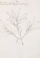 133 Olives.- Fantoni (Count Luigi) Delle specie diverse d'Olive che trovano ne Monti della Fattoria d'Agnano Territorio Pisano..., Italian manuscript, [Fl...