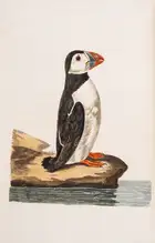 244 Zoology.- [Pennant (Thomas)] The British Zoology. Class I. Quadrupeds. II. Birds, first edition, J. and J. March, 1776.