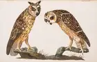 244 Zoology.- [Pennant (Thomas)] The British Zoology. Class I. Quadrupeds. II. Birds, first edition, J. and J. March, 1776.