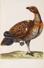244 Zoology.- [Pennant (Thomas)] The British Zoology. Class I. Quadrupeds. II. Birds, first edition, J. and J. March, 1776.