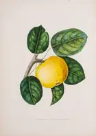 10 Pomology.- Annales de Pomologie Belge et &Eacute;trang&egrave;re, 8 vol., Brussels, 1853-60.