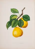 10 Pomology.- Annales de Pomologie Belge et &Eacute;trang&egrave;re, 8 vol., Brussels, 1853-60.