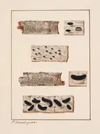 66 Fungi.- Chevallier (Fran&ccedil;ois Fulgis) and Paul Chr&eacute;tien Dum&eacute;nil, illustrator. [Manuscript prospectus for 'Histoire des Hypoxylons ...