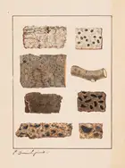 66 Fungi.- Chevallier (Fran&ccedil;ois Fulgis) and Paul Chr&eacute;tien Dum&eacute;nil, illustrator. [Manuscript prospectus for 'Histoire des Hypoxylons ...