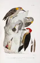 221 Birds.- Woodpeckers.- Malherbe (Alfred) Monographie des Picid&eacute;es, ou histoire naturelle des Picid&eacute;es, Picumnin&eacute;es, Yuncin&eacute;...