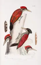 221 Birds.- Woodpeckers.- Malherbe (Alfred) Monographie des Picid&eacute;es, ou histoire naturelle des Picid&eacute;es, Picumnin&eacute;es, Yuncin&eacute;...