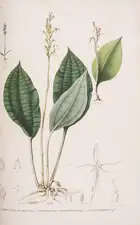 35 Orchids.- Japan.- Blume (Carl Ludwig) Collection des Orchid&eacute;es les plus remarquables de l'Archipel Indien et du Japon, first edition, Amsterdam...