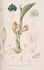 35 Orchids.- Japan.- Blume (Carl Ludwig) Collection des Orchid&eacute;es les plus remarquables de l'Archipel Indien et du Japon, first edition, Amsterdam...