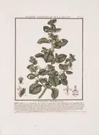 55 Herbal.- Botany.- Bulliard (Pierre) Herbier de la France, ou Collection Complette des Plantes Indig&egrave;nes de ce Royaume, 13 vol. in 15, Paris, 17...