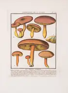 55 Herbal.- Botany.- Bulliard (Pierre) Herbier de la France, ou Collection Complette des Plantes Indig&egrave;nes de ce Royaume, 13 vol. in 15, Paris, 17...