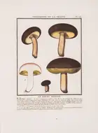 55 Herbal.- Botany.- Bulliard (Pierre) Herbier de la France, ou Collection Complette des Plantes Indig&egrave;nes de ce Royaume, 13 vol. in 15, Paris, 17...