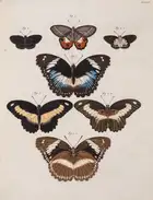 77 Butterflies.- Cramer (Pierre) and Caspar Stoll. De Uitlandsche Kapellen voorkomende in de drie Waereld-Deelen... Papillons Exotiques, 5 vol., Amsterda...