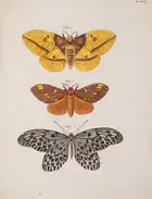 77 Butterflies.- Cramer (Pierre) and Caspar Stoll. De Uitlandsche Kapellen voorkomende in de drie Waereld-Deelen... Papillons Exotiques, 5 vol., Amsterda...