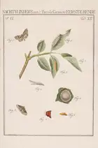 278 Butterflies.- Sepp (Jan Christiaan) Beschouwing der Wonderen Gods, in de minst geachte schepzelen. Of Nederlandsche Insecten naar hunne aanmerkelijke ...