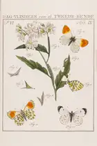 278 Butterflies.- Sepp (Jan Christiaan) Beschouwing der Wonderen Gods, in de minst geachte schepzelen. Of Nederlandsche Insecten naar hunne aanmerkelijke ...