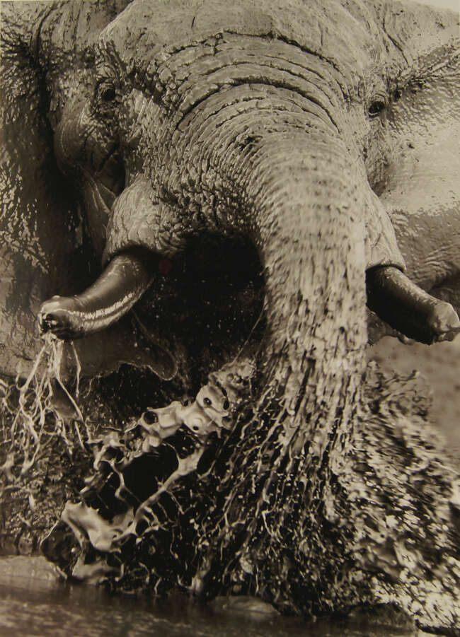 To Be Sold with No Reserve: Steve Bloom,
South African b.1953-
 
Elephant Splashing, Savuti,...