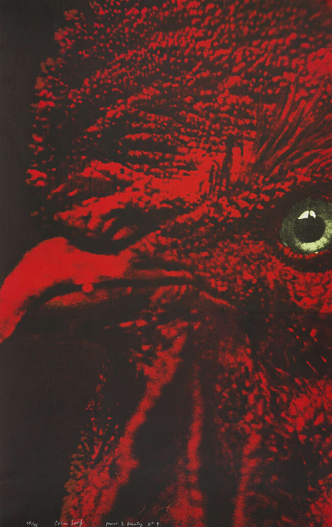 
	
		Colin Self, 
		British b.1941 -
		
		Cockerel (from Power & Beauty), 1969;
		 
		