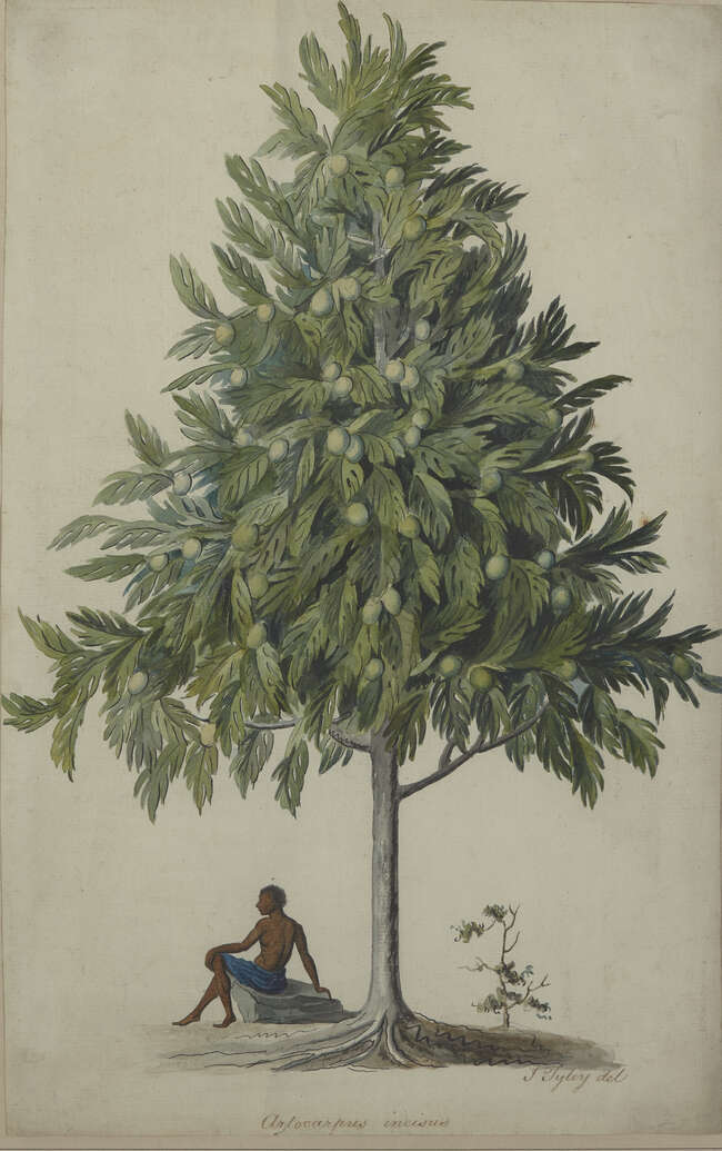 
	
		A botanical watercolour of figure under a breadfruit tree by Caribbean artist John Tyley,...