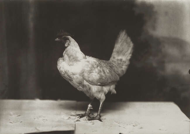 
	
		Marlo Pascual, 
		
		American 1972-2020- 
		 
		Untitled, 2009; 
		 
		digital...