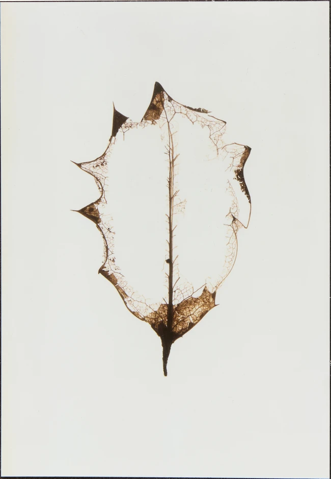 Garry Fabian Miller, British b.1957- Midwinter, 2000; c-print on photopaper, dedicated, titled,...