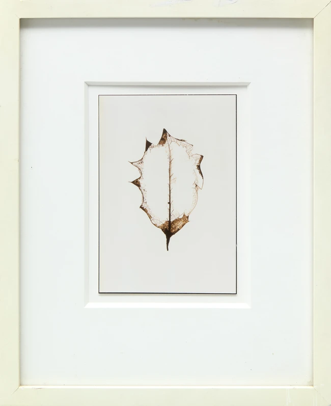 Garry Fabian Miller, British b.1957- Midwinter, 2000; c-print on photopaper, dedicated, titled,...