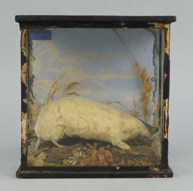 
	
		A taxidermist&#39;s model of a mole, probably 19th century, possibly an albino specimen,...