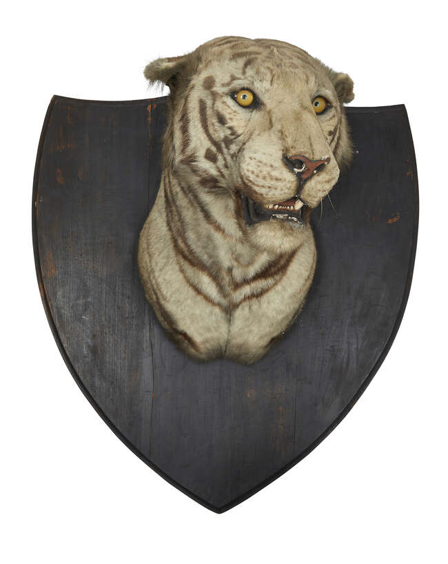 
	
		Taxidermy: A Bengal Tiger (Panthera tigris tigris), early 20th century, by Van Ingen &...