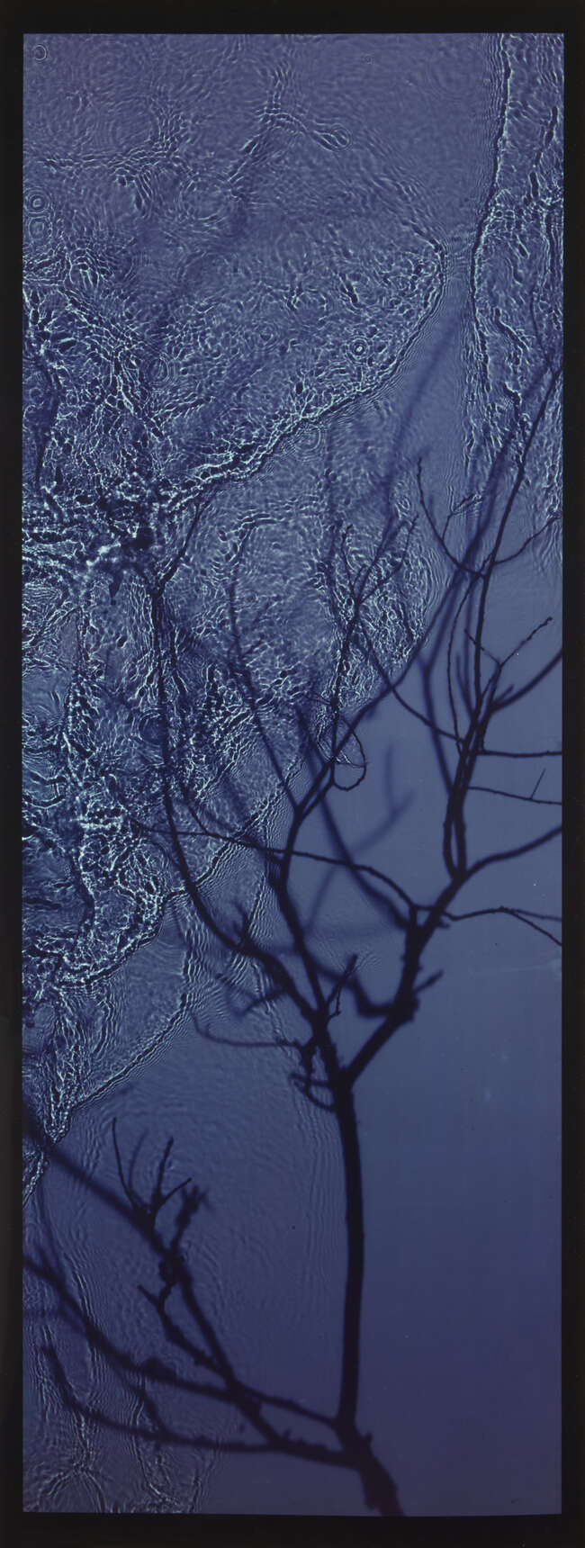 
	
		Susan Derges, 
		British b.1955- 
		 
		River Taw 19 January 1999 (Willow);...