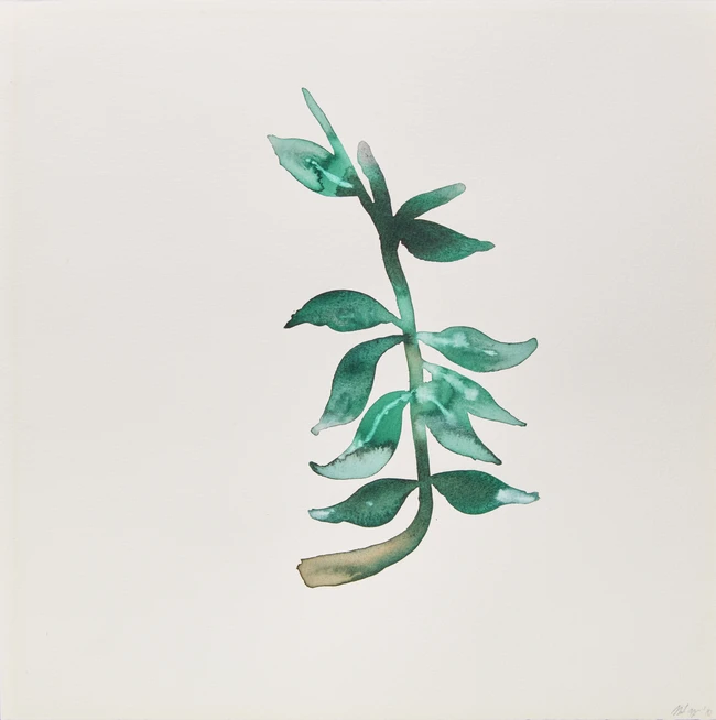 Nadia Ayari (Tunisian b. 1981-), 
Four watercolours depicting a plant; two flowers; a seated...