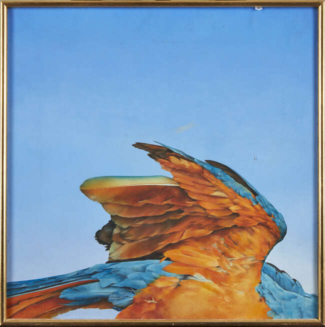 
	
		Elizabeth Butterworth, 
		British b.1949- 
		 
		Blue and gold mackaw, 1973; 
		oil on...