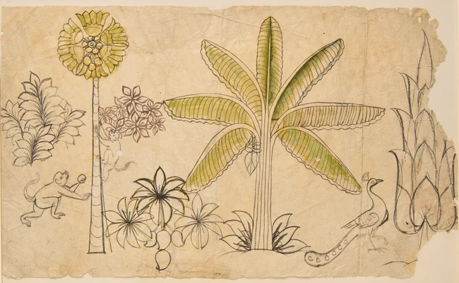 A fragmentary preparatory drawing : plants, peacock, monkeys, India, 19th century, 
Pen, ink...