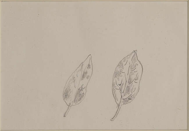 
	
		René Magritte, 
		Belgian 1898-1967 - 
		 
		Deux Feuilles & Poisson, circa 1945;...