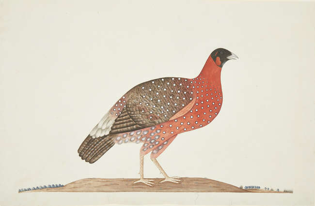 
	
		RTOA Company School watercolour of a Tragopan pheasant, circa 1820, opaque pigments on...