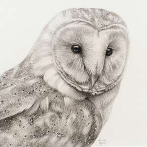
	
		Stephen Walton, British 20th/21st century- Barn Owl; charcoal, signed and dated 06,...
