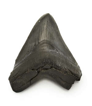 
	
		A Megalodon tooth (Carcharocles megalodon), South Carolina, from the Langhian era, (16-14...