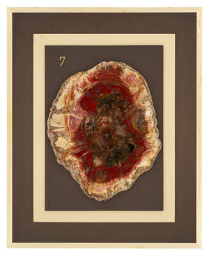 
	
		A polished petrified wood slice, Brazil, probably from the Triassic era, (225 Million...