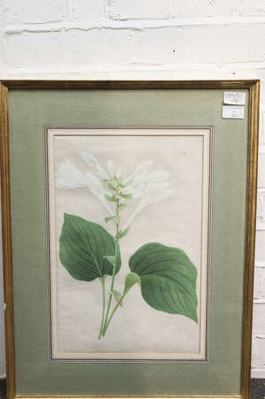 
	
		British School, 
		late 18th/early 19th century- 
		 
		Botanical study;
		 
		