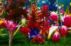 Marc Quinn,&nbsp;British, b.1964-&nbsp;Winter Garden, 2000;&nbsp;photographic pigment print,&nbsp;signed and numbered...