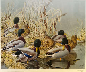 Charles Frederick Tunnicliffe OBE RE RA,
		British 1901-1979-
		 
		Mallard;
		 
		colour reproduction print, signed and numbered 300 from an edition of