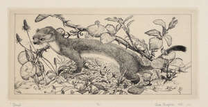 
	
		Charles H A Chaplin, 
		British 1907-1987- 
		 
		Stoat, 1950; 
		 
		etching on wove...