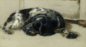 
	
		Pieter Biegel, 
		British 1913-1987- 
		 
		Study of a Spaniel;
		 
		chalk on grey...